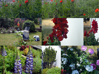Garten, Sommer, 2020, Impressionen, Blüten