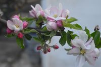 Apfelblüte, Garten
